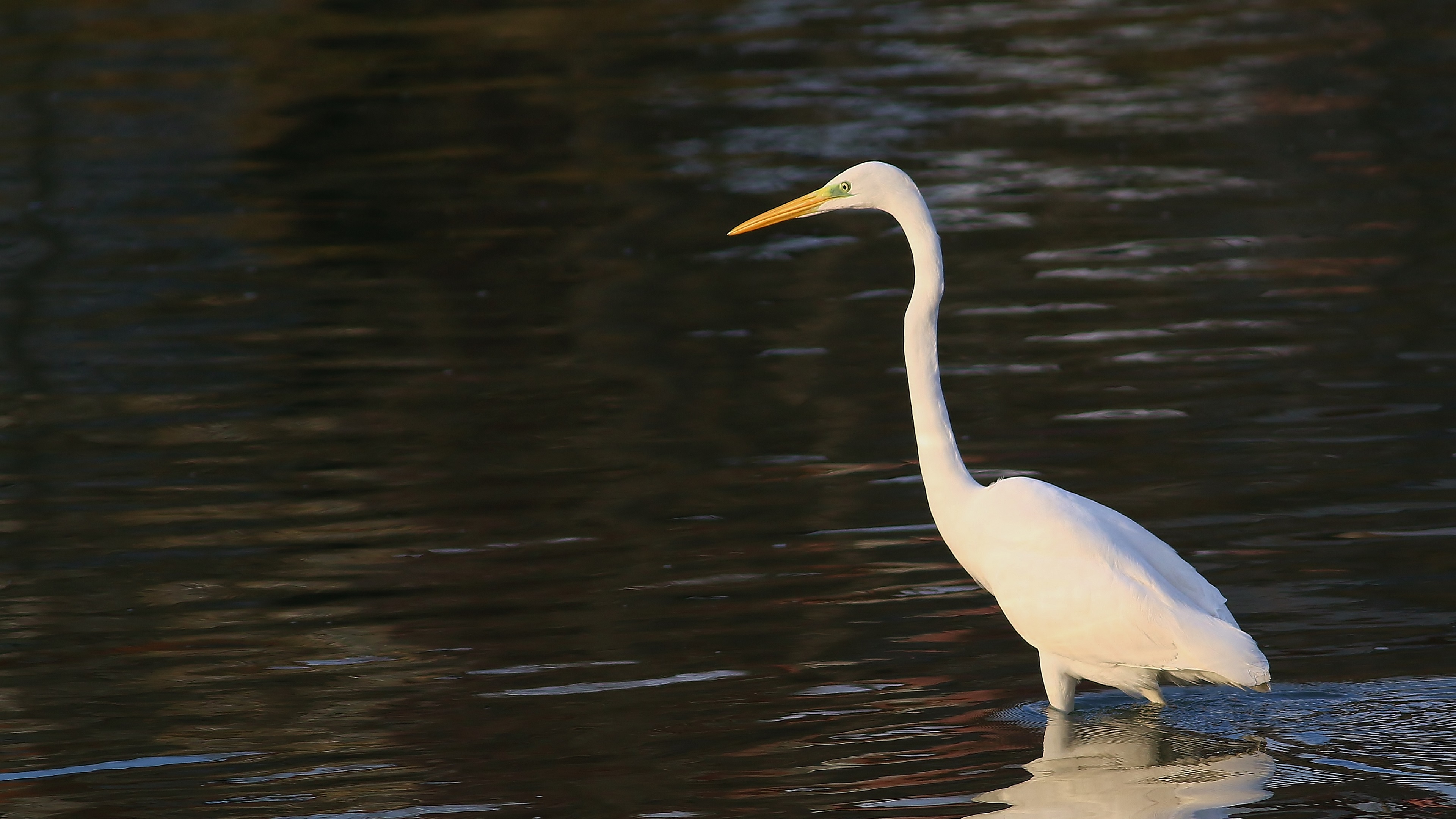 Great Egret